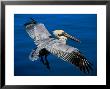 Male Brown Pelican In Breeding Plumage, Mexico by Charles Sleicher Limited Edition Print