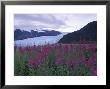 Fireweed In Aialik Glacier, Kenai Fjords National Park, Alaska, Usa by Paul Souders Limited Edition Print