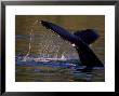 Surfacing Humpback Whale, Inside Passage, Southeast Alaska, Usa by Stuart Westmoreland Limited Edition Print