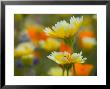 Tiddy Tips And Poppies, Shell Creek, California, Usa by Terry Eggers Limited Edition Print