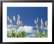 Back Country Sugar Cane Field, Kauai, Hawaii, Usa by Terry Eggers Limited Edition Print