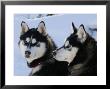 Siberian Husky Sled Dogs Pair In Snow, Northwest Territories, Canada March 2007 by Eric Baccega Limited Edition Pricing Art Print