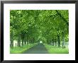 Trees Line Rural Road Near Orcival In The Auvergne, France by Michael Busselle Limited Edition Print