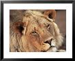 Close-Up Of A Lion (Panthera Leo), Mashatu Game Reserve, Botswana, Africa by Sergio Pitamitz Limited Edition Pricing Art Print
