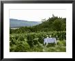 Table With Champagne Glasses In Vineyard In Champagne by Joerg Lehmann Limited Edition Print