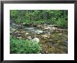 False Hellebore, Lyman Brook, The Nature Conservancy's Bunnell Tract, New Hampshire, Usa by Jerry & Marcy Monkman Limited Edition Print