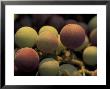 Grape Cluster In Veraison, Seven Hills Vineyard, Umatilla County, Oregon, Usa by Brent Bergherm Limited Edition Print