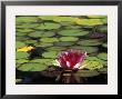 Water Lily Bloom, Woodland Park Rose Garden, Seattle, Washington, Usa by Darrell Gulin Limited Edition Print