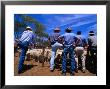 Buyers Watch Intently At Sheep Auction In Rural Victoria, Victoria, Australia by Phil Weymouth Limited Edition Print