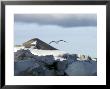Bird Flying Over Snow Covered Mountain, Svalbard Islands, Norway by Brimberg & Coulson Limited Edition Print