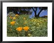 California Poppy Blooming In The Spring by Rich Reid Limited Edition Print