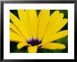 Close View Of Osteospermum Hybrid, Groton, Connecticut by Todd Gipstein Limited Edition Print
