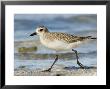 Closeup Of A Black-Bellied Plover, Sanibel Island, Florida by Tim Laman Limited Edition Print