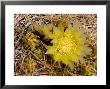 Closeup Of A Barrel Cactus In Bloom, Anza-Borrego Desert State Park, California by Tim Laman Limited Edition Print