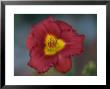 Close Up Of A Day Lily, Elkhorn, Nebraska by Joel Sartore Limited Edition Print