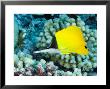 Big Long-Nosed Butterflyfish, Takapoto Atoll, French Polynesia by Tim Laman Limited Edition Print