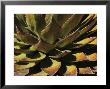 Agave Species High On A Mountain Ridge, Mexico by George Grall Limited Edition Print