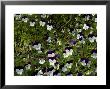 Close-Up Of A Field Of Pansies, Asolo, Italy by Todd Gipstein Limited Edition Print