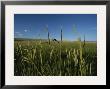 Barn Standing In An Open Field And Framed By Ears Of Wheat, Utah by James P. Blair Limited Edition Pricing Art Print