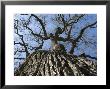 Detail Of An Old Valley Oak Tree, California by Rich Reid Limited Edition Pricing Art Print