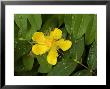 Saint John's Wort Flower And Foliage Covered With Dew by Todd Gipstein Limited Edition Print