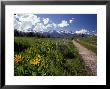 Road Leading Towards The Tetons In Grand Teton National Park, Wyoming by Richard Nowitz Limited Edition Print