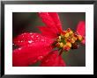 Rain Drops On Red Poinsettia Plant by David Evans Limited Edition Print