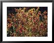 Field Of Red And Green Kangaroo Paws by Jonathan Blair Limited Edition Print