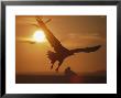 White-Tailed Eagle In Flight, Silhouetted Against The Rising Sun by Tim Laman Limited Edition Print