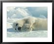 Harp Seal Pup Lies On Its Side On The Ice by Norbert Rosing Limited Edition Print
