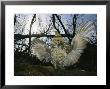 Ruffed Grouse Spreading His Wings In A Display by Michael S. Quinton Limited Edition Print