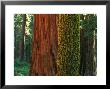 Trunks Of Giant Sequoia Trees In The Mariposa Grove by Phil Schermeister Limited Edition Print