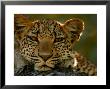 Portrait Of A Leopard, Panthera Pardus, Resting, Mombo, Okavango Delta, Botswana by Beverly Joubert Limited Edition Print