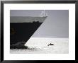 Dolphin Leaping From Water At The Bow Of A Ship, Argentina by Paul Nicklen Limited Edition Print