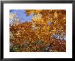 Brilliant Yellow Japanese Maples Exhibit Fall Colors, New York by Darlyne A. Murawski Limited Edition Print