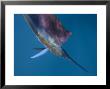 A Sailfish With Raised Dorsal Fins And Changeable Colors Flashing by Paul Nicklen Limited Edition Print