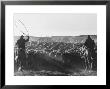Cowboys On Long Cattle Drive From S. Dakota To Nebraska by Grey Villet Limited Edition Pricing Art Print