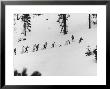 Ski Slope At Squaw Valley During Winter Olympics by George Silk Limited Edition Print