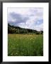 Buttercup Field And Selbourne Hanger, Selbourne, Alton, Hampshire, England, United Kingdom by Michael Busselle Limited Edition Print