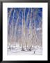 Aspen Trees During Winter, Dixie National Forest, Utah, Usa by Roy Rainford Limited Edition Pricing Art Print