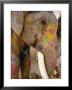 Painted Elephant, Close Up Of Head, Jaipur, Rajasthan, India by Bruno Morandi Limited Edition Print