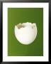 Half A White Egg Shell by Bodo A. Schieren Limited Edition Print