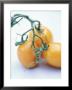 Three Yellow Tomatoes by David Loftus Limited Edition Print