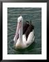 Pelican, Sydney Harbor, Australia by David Wall Limited Edition Pricing Art Print