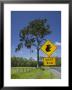Australia, Queensland, Fraser Coast, Maryborough, Koala Crossing Sign On The Bruce Highway by Walter Bibikow Limited Edition Print