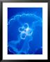 Moon Jelly Fish (Aurelia Aurita), Belize by Mark Webster Limited Edition Print