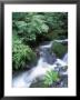 Clean Water Creek Flowing Through Forest Greenery, Alaska by Rich Reid Limited Edition Print