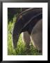 Captive Giant Anteater, Santa Barbara, California by Rich Reid Limited Edition Print