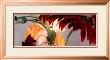 Gerbera Daisies #1 by Huntington Witherill Limited Edition Print