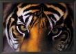 Eyes Of The Goddess: Sumatran Tigress by Charles Alexander Limited Edition Print